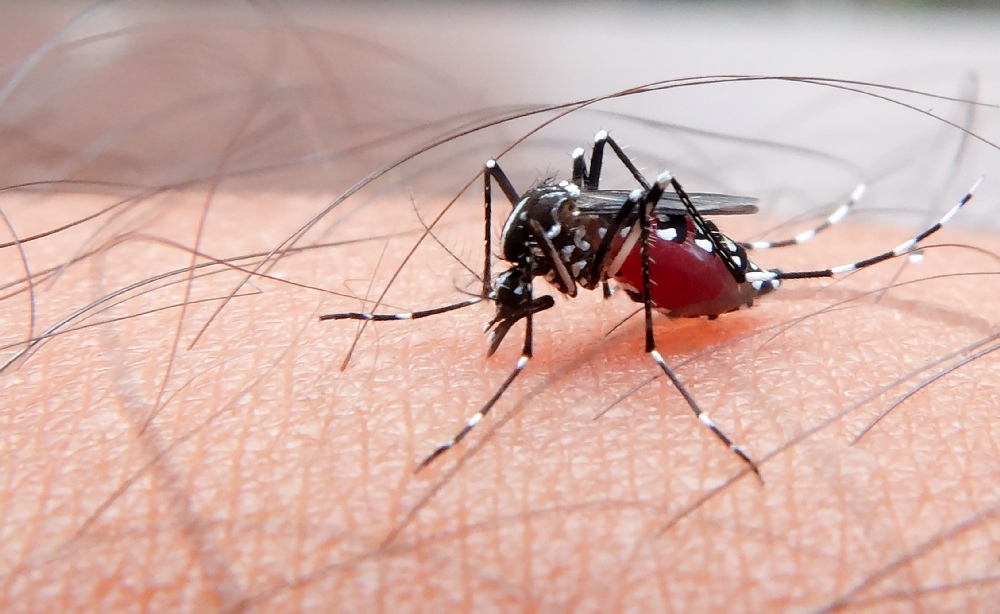Malaria Vaccine For The Malaria Menace